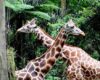 Daftar Harga Tiket dan Jam Operasional Taman Safari Puncak