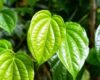 Keunggulan Pembalut Charm Daun Sirih dalam Mencegah Keputihan dengan Bau Tak Sedap