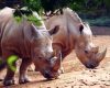 Hewan Langka yang Ada di Sumatera Keanekaragaman Fauna yang Mengagumkan